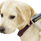 Microchip para mascotas
