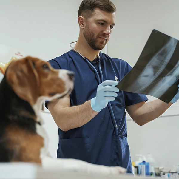 Traumatología Veterinaria